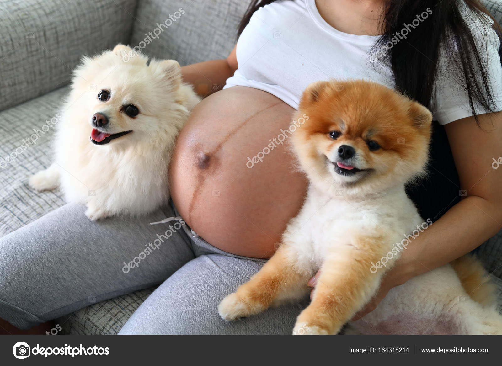 Mujer embarazada y pomerania perro lindo mascotas — Foto
