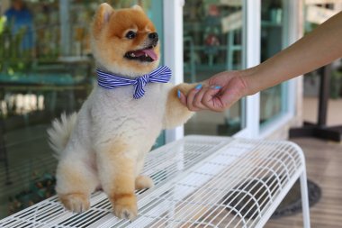 kadın sahibi vermek sallamak el ile küçük pomeranian köpek sevimli hayvanlar 