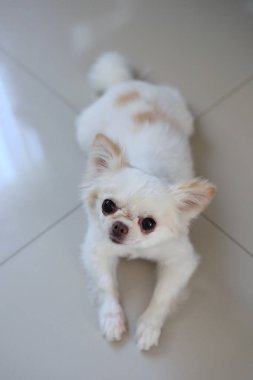 Beyaz chihuahua köpek ev döşeme