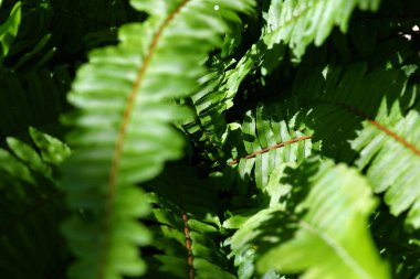 yeşil yaprak fern doku vahşi doğada