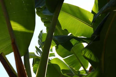 muz ağacı, yeşil yaprak yeşillik doku tropikal doğa