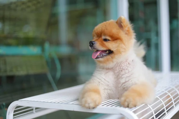 Lindo perro pomeraniano sonriendo, felíz mascota tendida en silla esperando —  Fotos de Stock