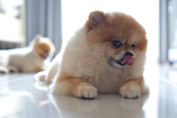 Pomeranian köpek sevimli hayvanlar mutlu aile evde grup — Stok fotoğraf