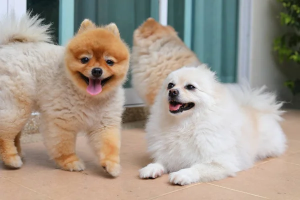 Kelompok anjing pomeranian lucu hewan peliharaan keluarga bahagia di rumah — Stok Foto