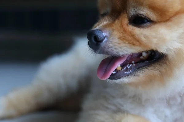Liten hund Pomeranian söta hus djur, närbild kalksten fläckar tänder — Stockfoto