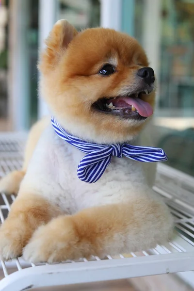 Pomorskie pies szczęśliwy uśmiech układanie na seat Ławka czeka — Zdjęcie stockowe