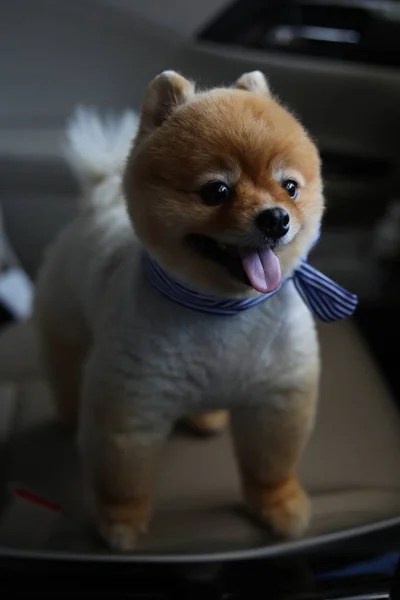 Pomeranian cão bonito animal de estimação em veículo de viagem de carro viagem de estrada — Fotografia de Stock