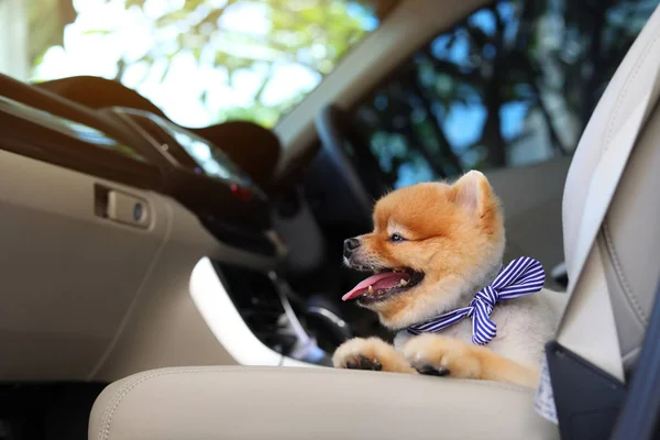 Pomerániai kutya aranyos kisállat-ban autót jármű közúti utazás utazás — Stock Fotó