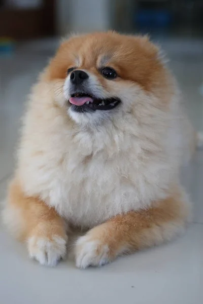Nadýchané špicl pes roztomilá zvířata šťastná v domácnosti — Stock fotografie