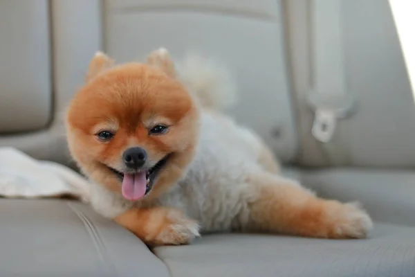 Cão pomeranian bonito animal de estimação sentado no veículo viagem de carro viagem de estrada — Fotografia de Stock