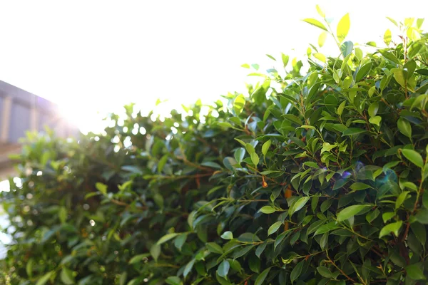 Sol luz verão de manhã — Fotografia de Stock