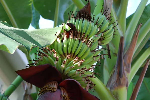 Pisang mekar kuncup pada pohon tropis sayuran buah — Stok Foto