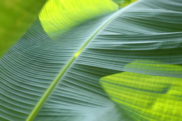 Bananengrün Blatt Textur — Stockfoto