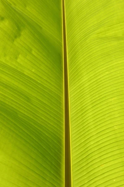 Texture des feuilles vert banane — Photo