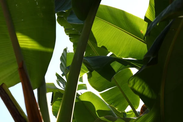 Plátano, hoja verde follaje textura en la naturaleza tropical — Foto de Stock