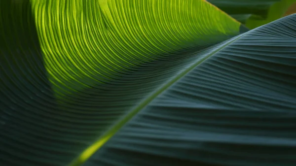 Bananengrün Blatt Textur — Stockfoto