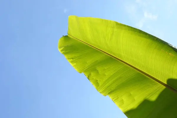Foglia verde banana su cielo blu chiaro — Foto Stock