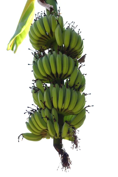 グリーン バナナ トロピカル フルーツ熟していない白い背景に分離 — ストック写真
