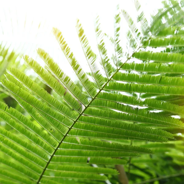 Abstrakta gröna blad i naturen, solljuset genom blad på träd — Stockfoto