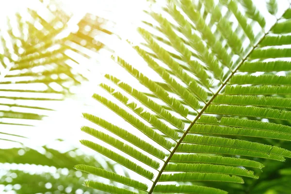 Abstraktní zelené listy v přírodě, sluneční světlo skrze listí na stromě — Stock fotografie