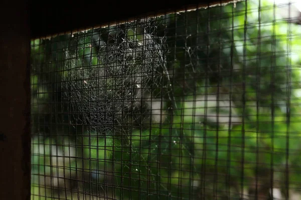 Teia de aranha teia de aranha na janela velha fio de aço enferrujado em abandonado — Fotografia de Stock