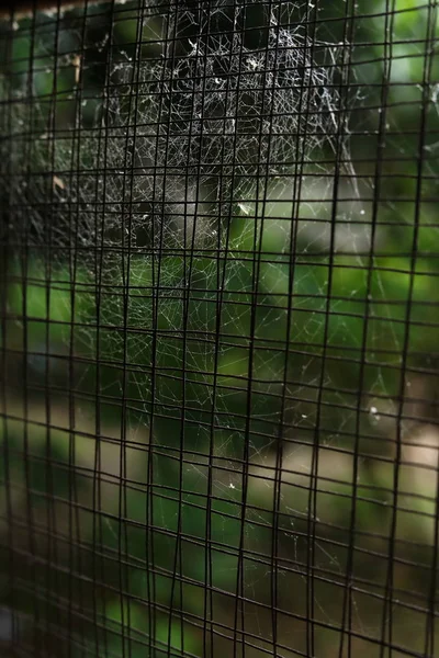 Teia de aranha teia de aranha na janela velha fio de aço enferrujado em abandonado — Fotografia de Stock