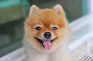 mutlu pomeranian köpek gülümseyen, küçük şirin evde beslenen hayvan dostu