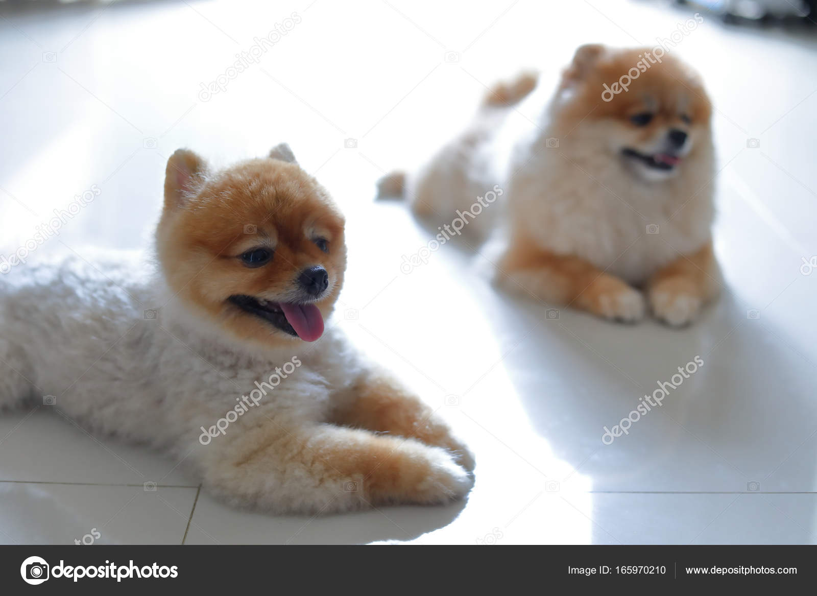 pomeranian dog family