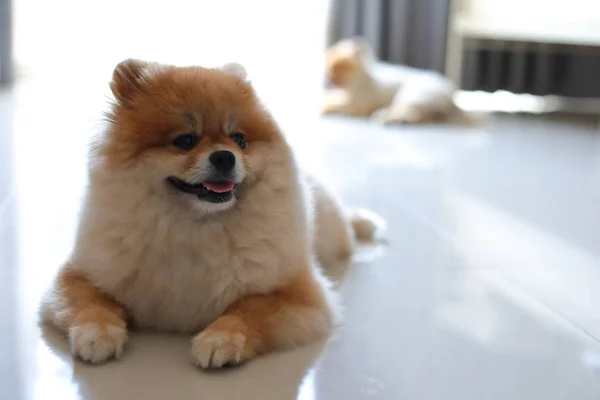 Pomeranian köpek sevimli hayvanlar mutlu aile evde grup — Stok fotoğraf