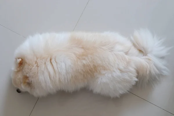 Weißer pommerscher Hund flauschiges Fell Weichheit, Haustiere Pflege — Stockfoto