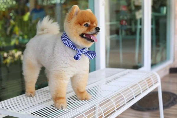 Bonito pomeranian cão feliz sorriso de pé no banco de assento — Fotografia de Stock