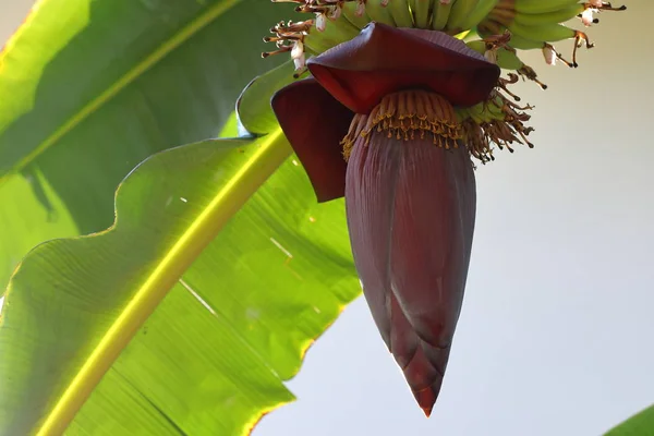 Capullo de flor de plátano en el árbol — Foto de Stock