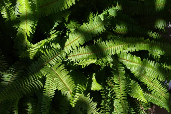 Green leaf fern texture in wild nature — Stock Photo, Image