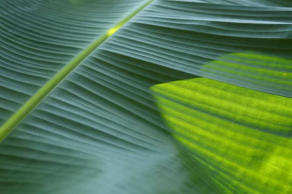 バナナの緑の葉のテクスチャー — ストック写真