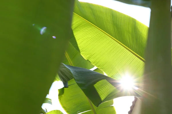 Árvore de banana, folha verde textura folhagem — Fotografia de Stock