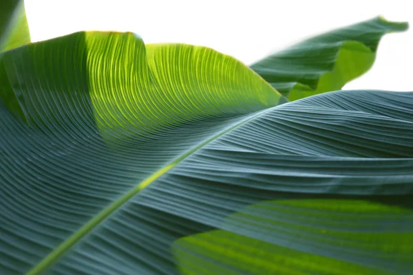 Bananengrün Blatt Textur — Stockfoto