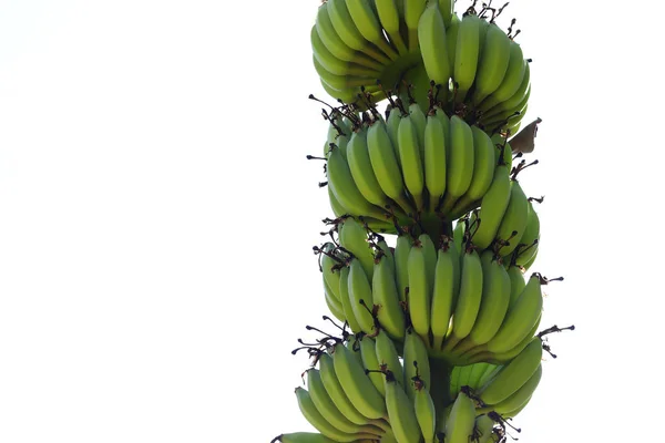 グリーン バナナ トロピカル フルーツ熟していない白い背景に分離 — ストック写真