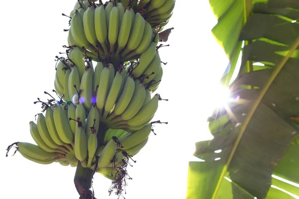 Plátano fruta tropical inmadura en el árbol — Foto de Stock