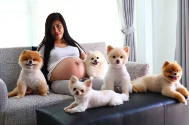 kadın hamile ve oturma odasında pomeranian köpek sevimli hayvanlar