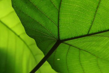 Yeşil hücre yapısı doku doğa yaprak arka plan