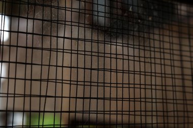 örümcek ağı örümcek ağı içinde terk edilmiş eski pencere paslı çelik tel