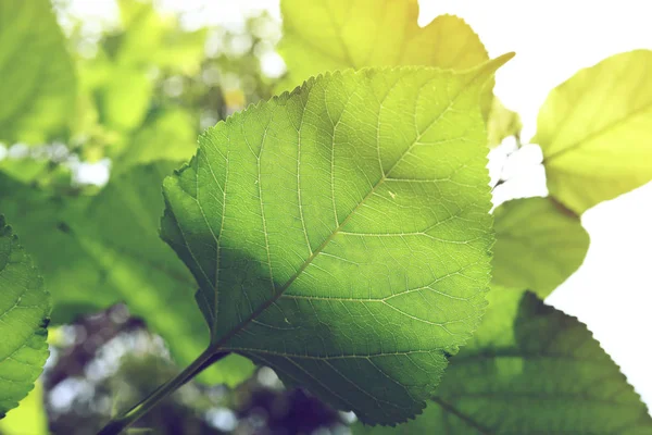 Hoja verde naturaleza textura —  Fotos de Stock