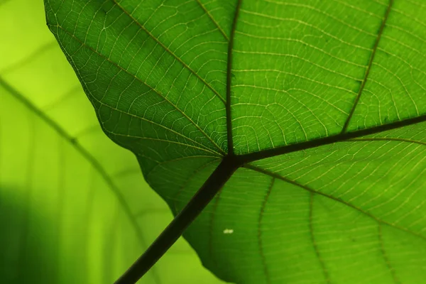 Yeşil hücre yapısı doku doğa yaprak arka plan — Stok fotoğraf