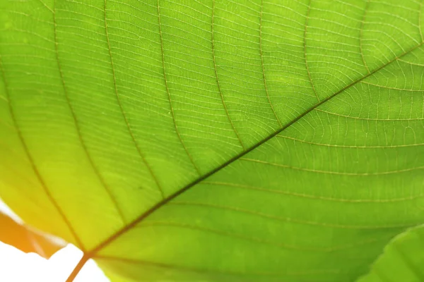 Estructura de células verdes textura de la naturaleza hoja de fondo —  Fotos de Stock