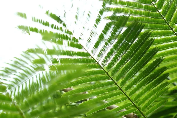 Abstraktní zelené listy v přírodě pozadí — Stock fotografie