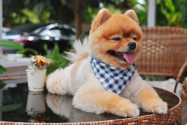 Marrón pomerania perro feliz sonrisa —  Fotos de Stock
