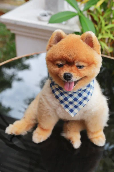 Brun chien poméranien sourire heureux — Photo