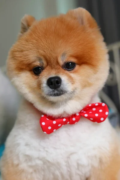 Adorável pomeranian cão pequeno animal em casa, pet grooming bonito — Fotografia de Stock