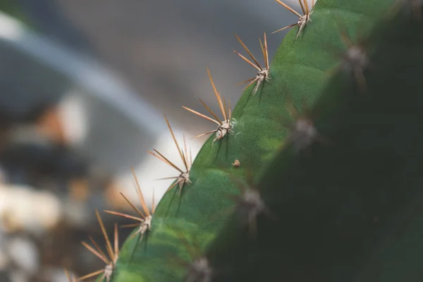 Petite plante ornementale de cactus pour la décoration à la maison — Photo