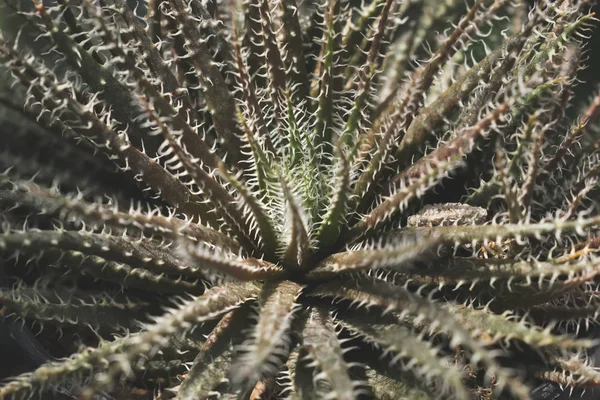 Zbliżenie, mały kaktusowy roślina ozdobna — Zdjęcie stockowe